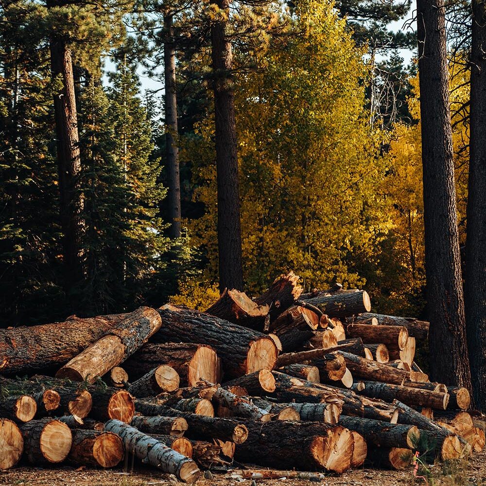 meritt-thomas-R-8vTdXjHoA-unsplash forestry